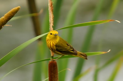 PARULINE JAUNE /  YELLOW WARBLER