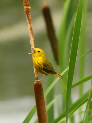 PARULINE JAUNE /  YELLOW WARBLER