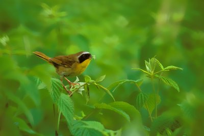 PARULINE MASQUE / COMMON YELLOWTHROAT WARBLER