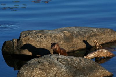 VISON DAMRIQUE / LAC BUIES