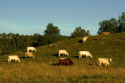 ST-NORBERT DE MONT-BRUN