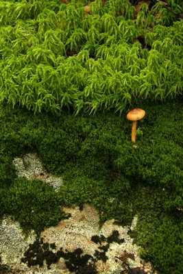 SPHAIGNE / MOUSSES / LICHEN / CHAMPIGNON