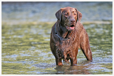 Outdoor dog samples