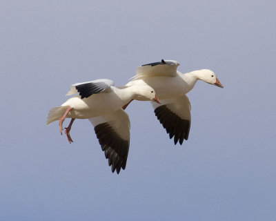 PICT2485B1.jpg