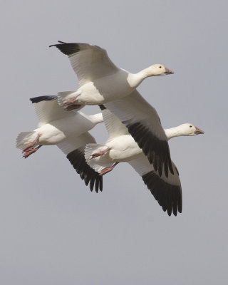 PICT2454A5.jpg