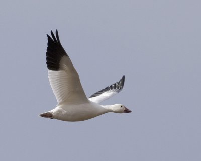 PICT2520B6.jpg
