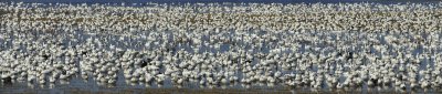 Lake pano w geese.jpg