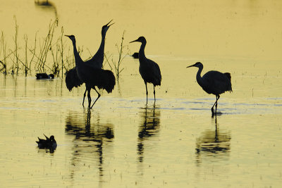 crane dance 1.jpg