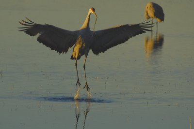 crane dance 2.jpg