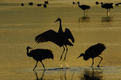 crane dance 3.jpg