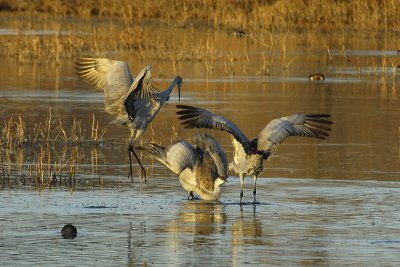 crane dance 4.jpg