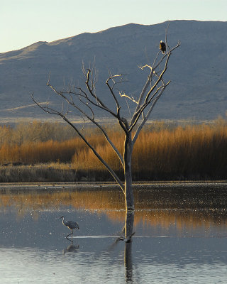 eagles view.jpg