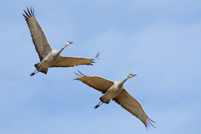 Pair in flight.jpg