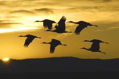 Sunrise flight.jpg