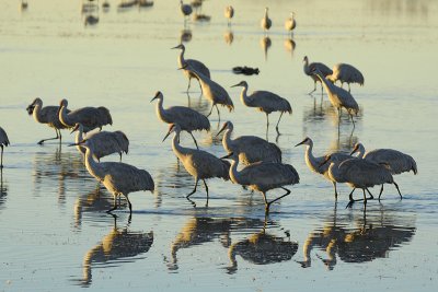 Wading 1.jpg