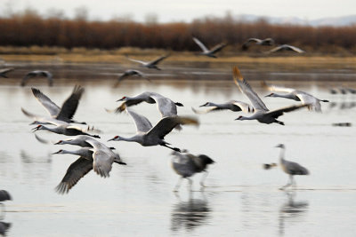 Bosque Del Apache February 2007