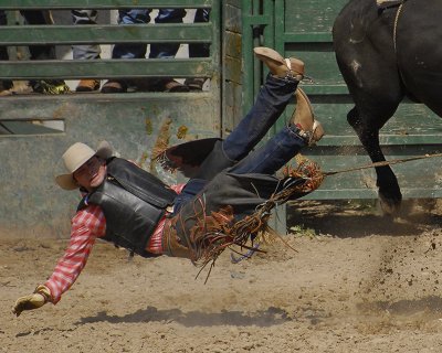 Bulls 5.jpg