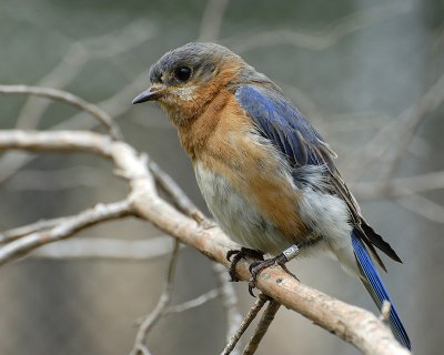 Bluebird 4.jpg