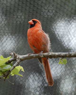 Cardinal 2.jpg