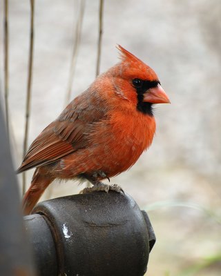Cardinal 3.jpg