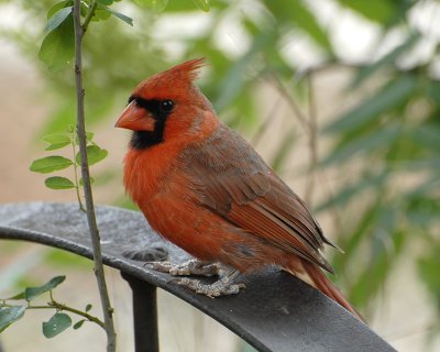 Cardinal 4.jpg