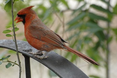 Cardinal 5.jpg