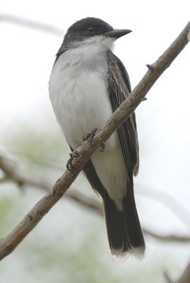 Flycatcher.jpg