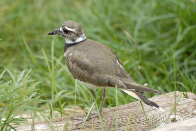 Kildeer 1.jpg