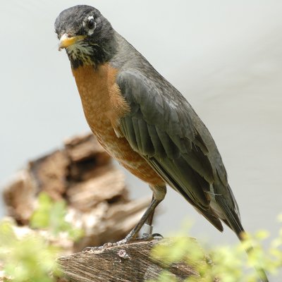 Robin 1.jpg