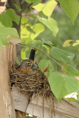 Robin in nest 1.jpg