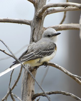 Scissor Tail 3.jpg
