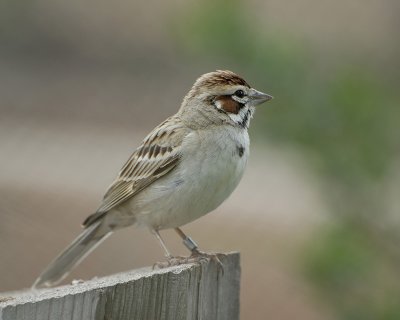 Sparrow 1.jpg