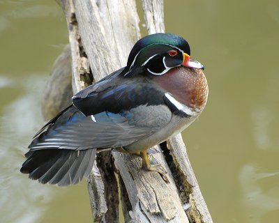 Woodduck 1.jpg