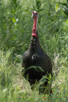Wild Turkey 1.jpg