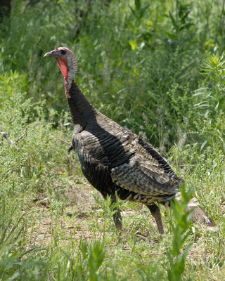 Wild Turkey 2.jpg