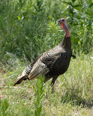 Wild Turkey 3.jpg
