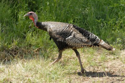 Birds of the Southern Plains