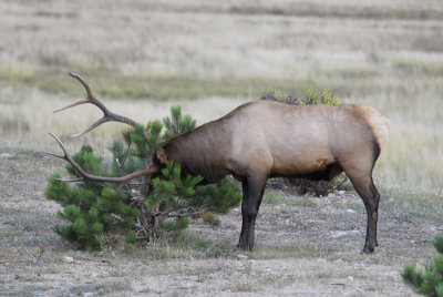 Elk Cologne 2.jpg
