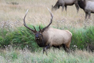 Elk RMNP 12.jpg