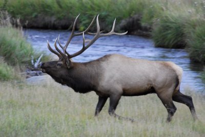 Elk RMNP 13.jpg