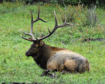 Elk RMNP 19.jpg
