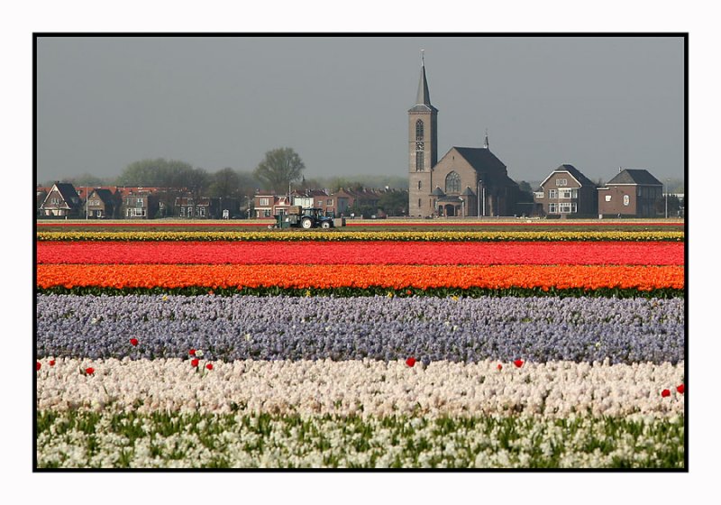 Tulips  Tulips   Tulips...