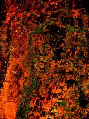 moss3.jpg