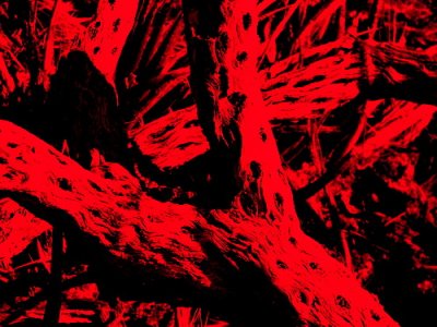 red1.jpg