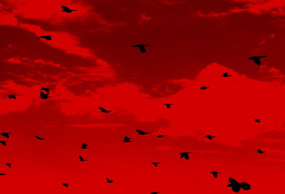 red2.jpg
