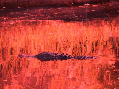 croc.jpg