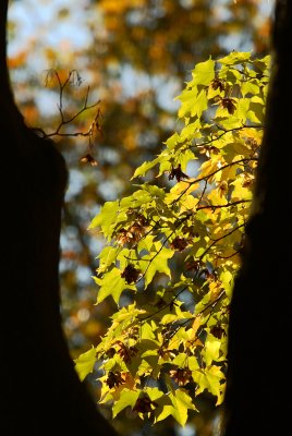 IMG_8045a.jpg