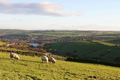 colne valley and sheep.jpg