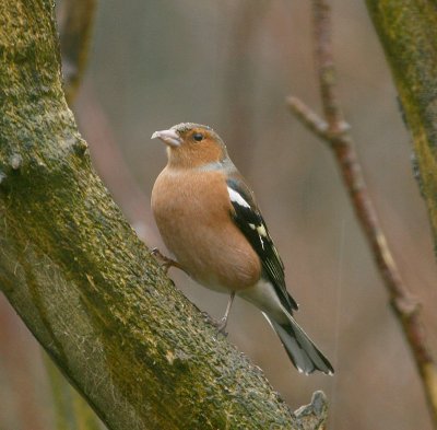 chaffinch