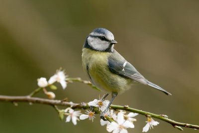 Blue tit